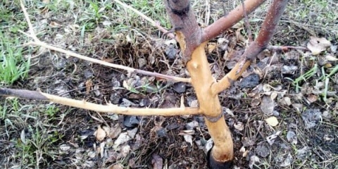 4 Načina da vratite koru koju su miševi izgrizli